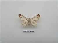 藏品(尺蛾165)的圖片